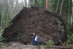 In Stanley Park, 2006